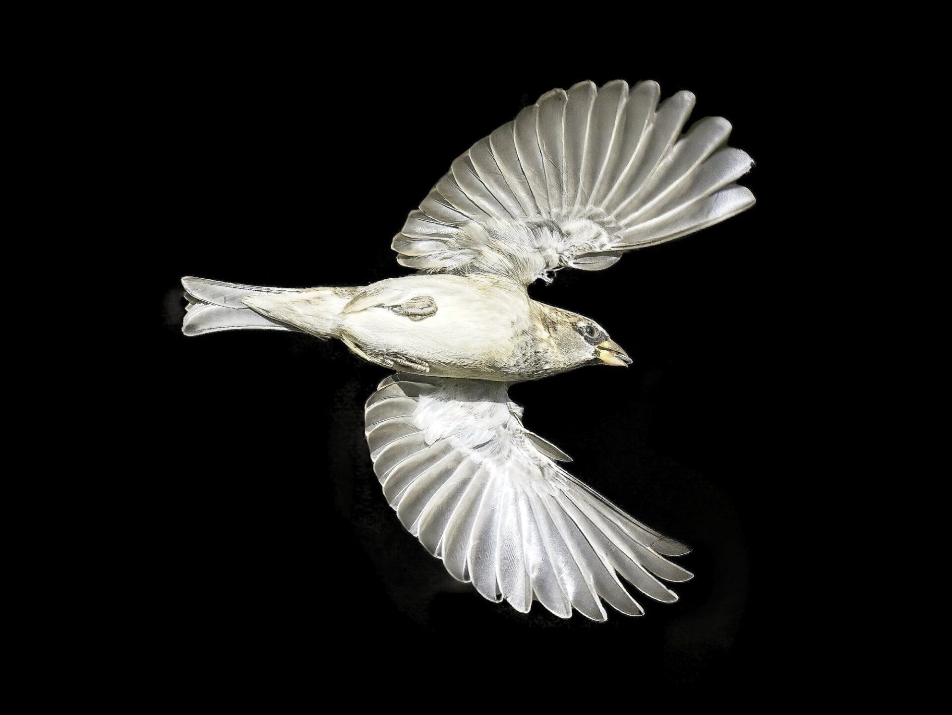 Un oiseau blanc vole dans le noir avec ses ailes déployées