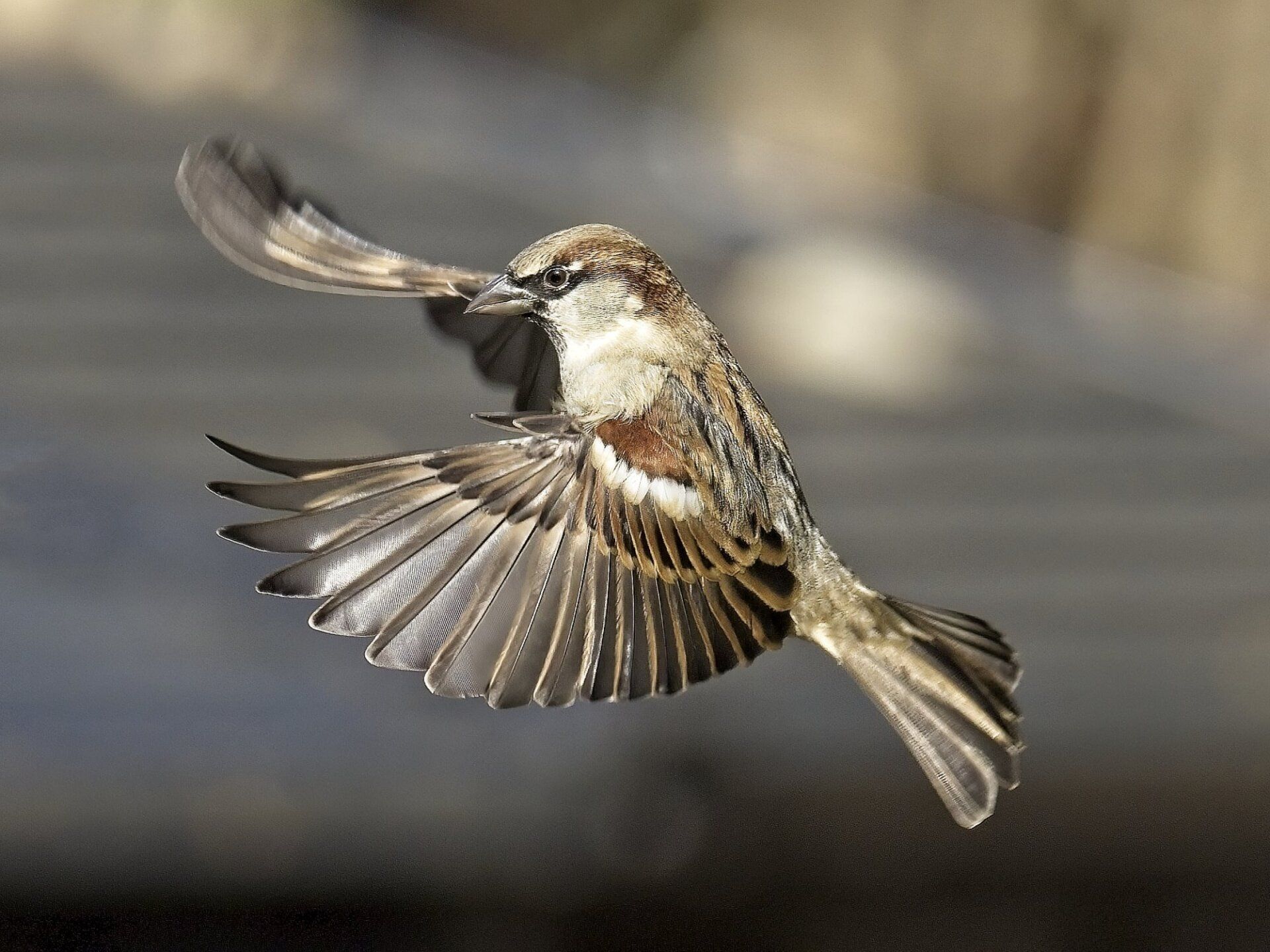 Un petit oiseau vole dans les airs avec ses ailes déployées