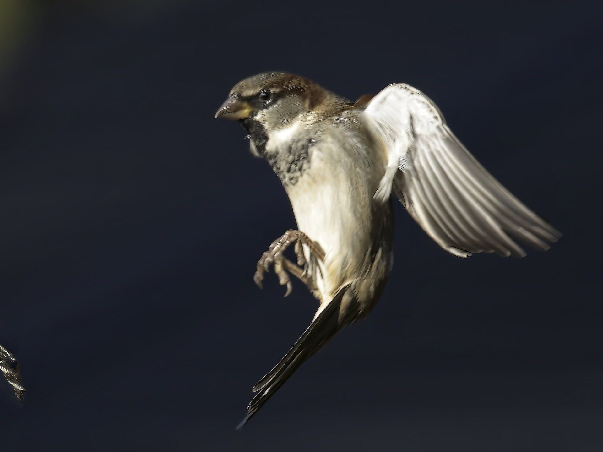 Un petit oiseau vole avec ses ailes déployées