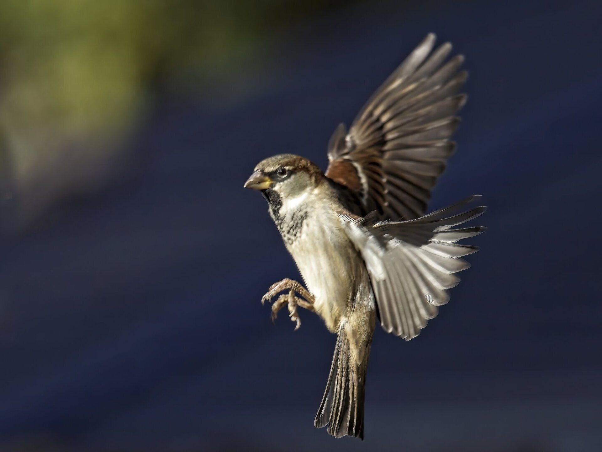 Un petit oiseau vole dans les airs avec ses ailes déployées