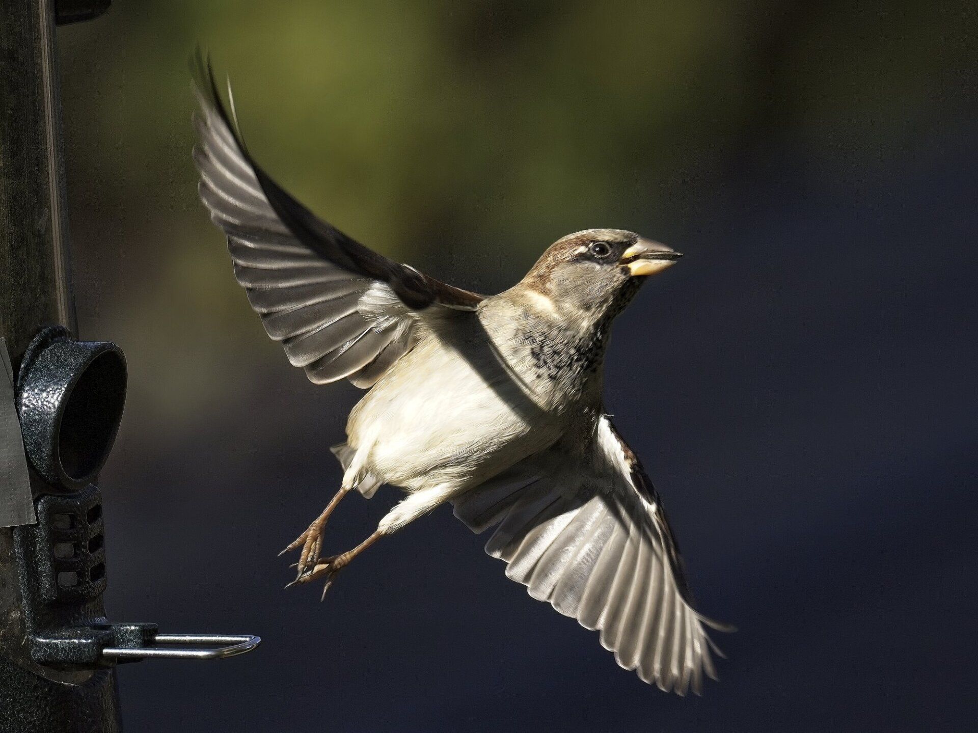 Un petit oiseau vole dans les airs près d'une mangeoire à oiseaux.