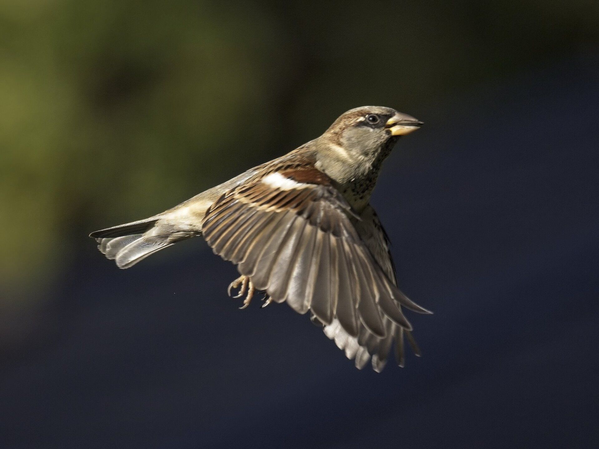 Un petit oiseau vole dans les airs avec ses ailes déployées
