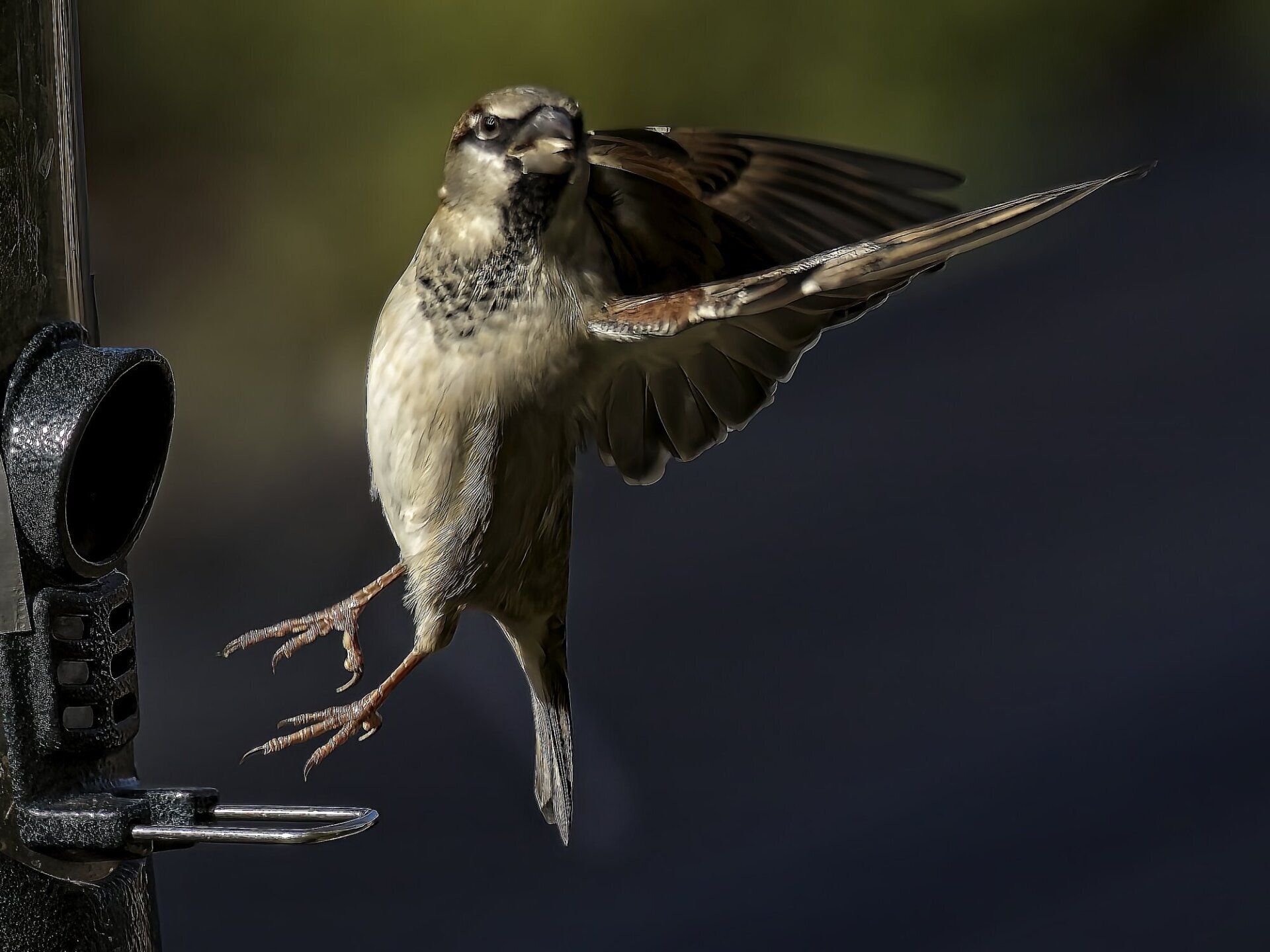 Un petit oiseau est perché sur une mangeoire à oiseaux avec ses ailes déployées