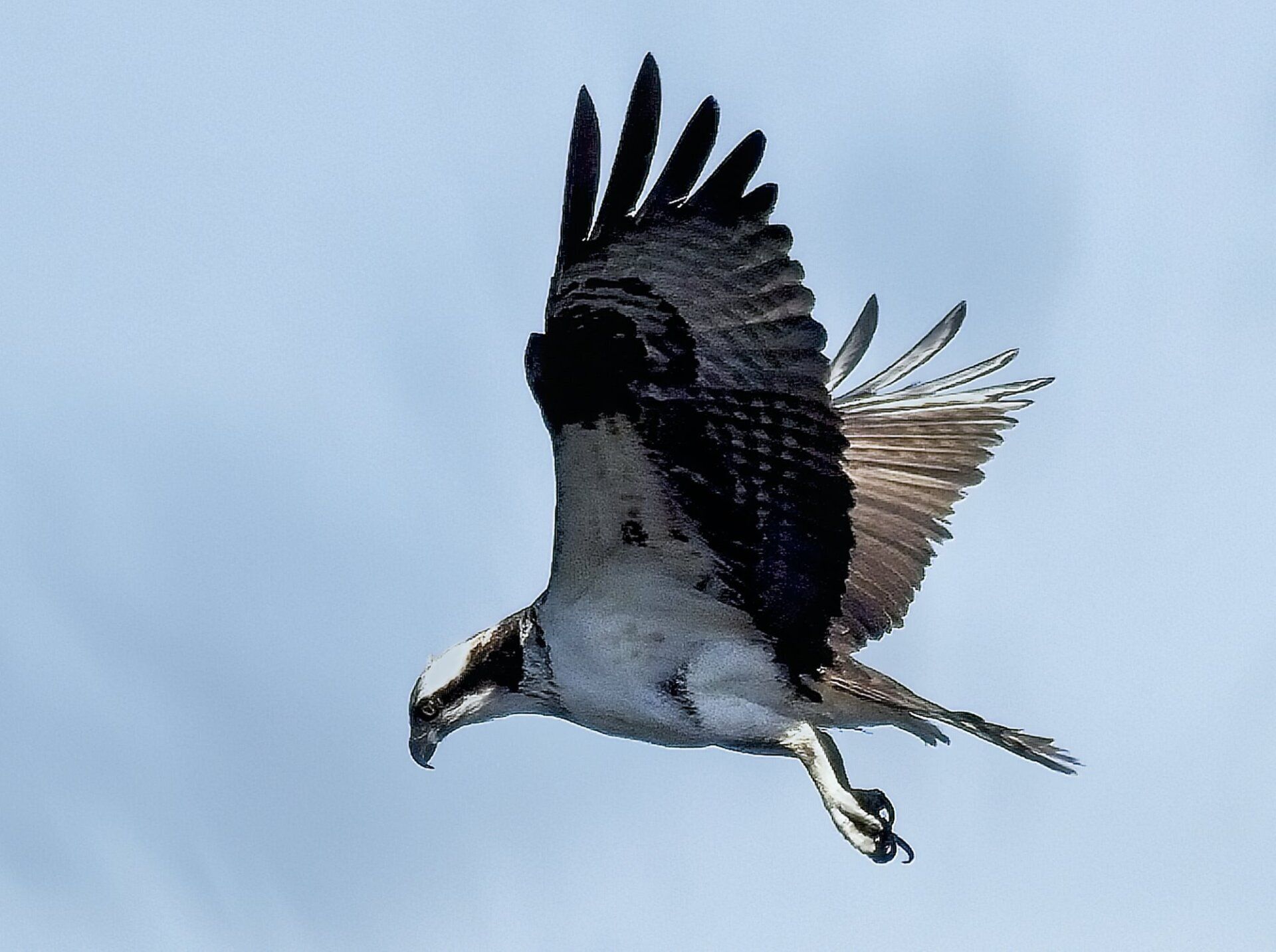 Un oiseau vole dans le ciel avec ses ailes déployées