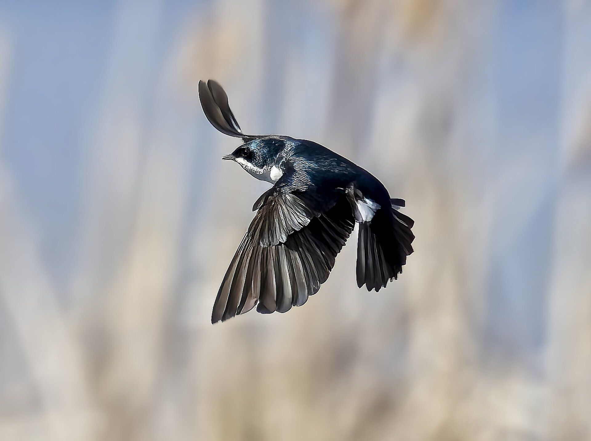Un oiseau noir et blanc vole dans le ciel