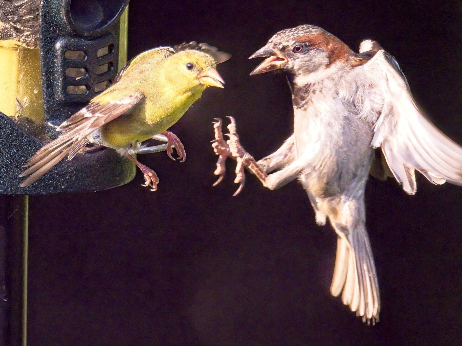 Deux oiseaux debout l'un à côté de l'autre sur un fond noir
