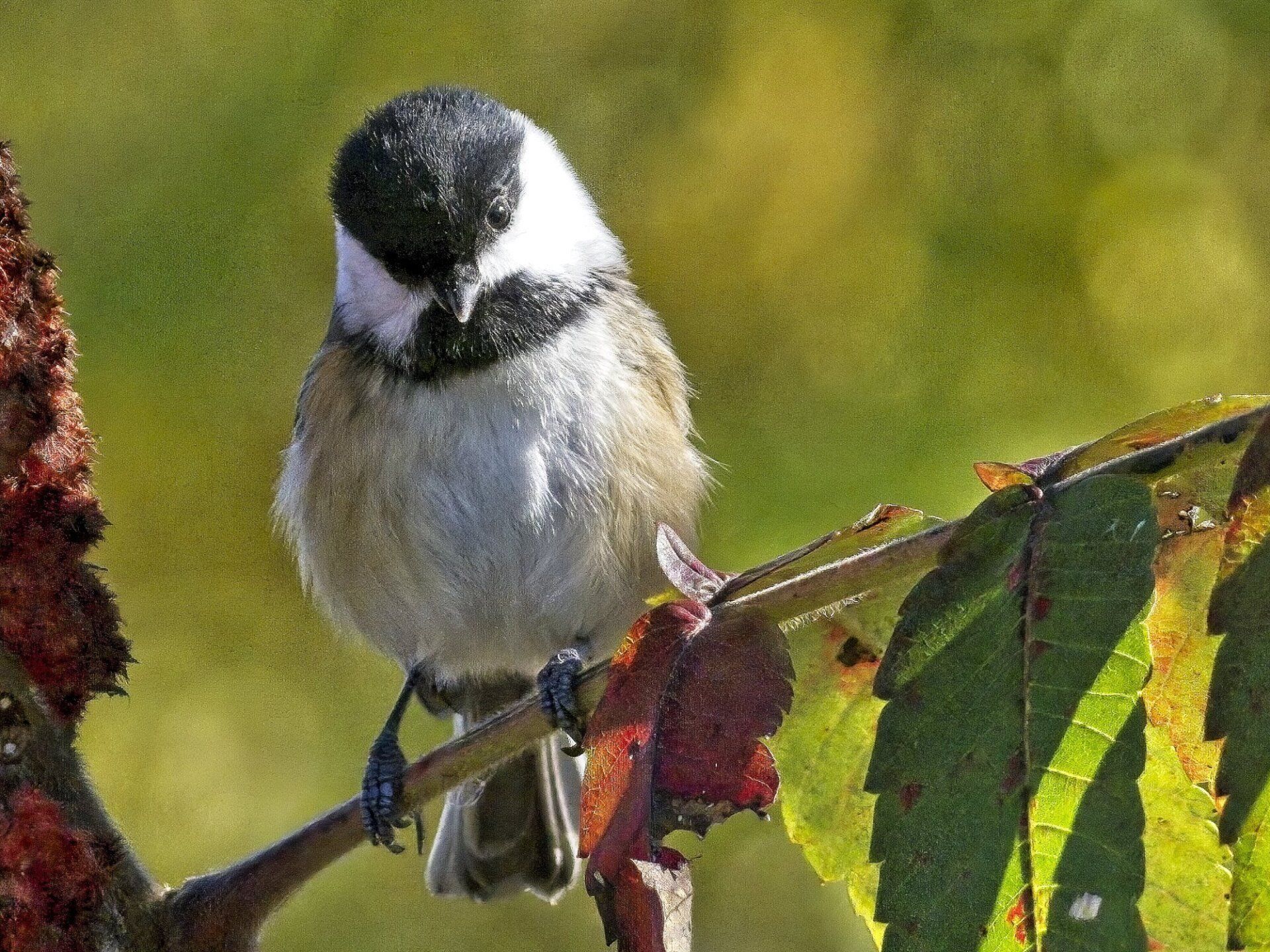 Un petit oiseau perché sur une branche avec des feuilles