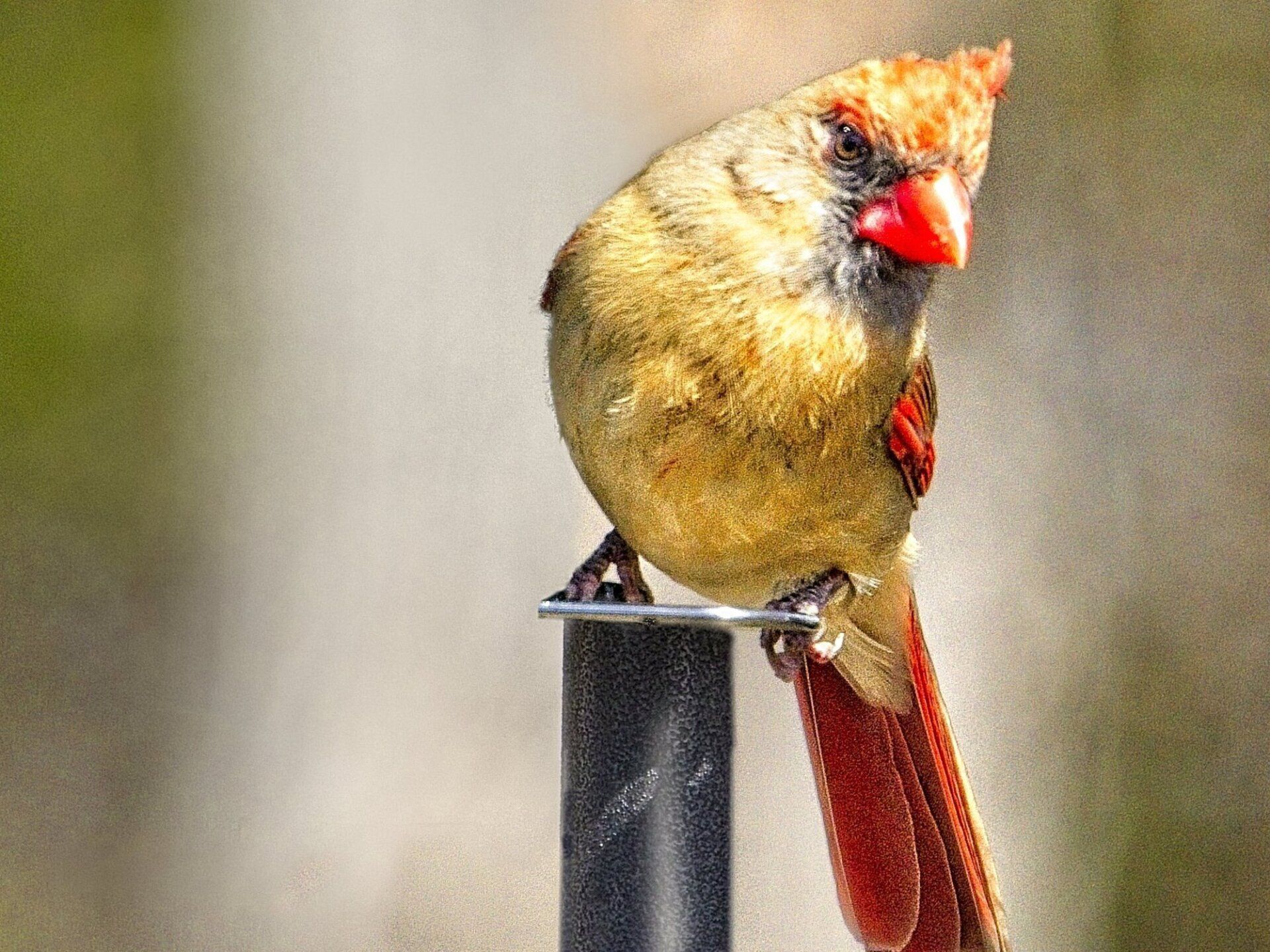 Un oiseau au bec rouge est perché sur un poteau.