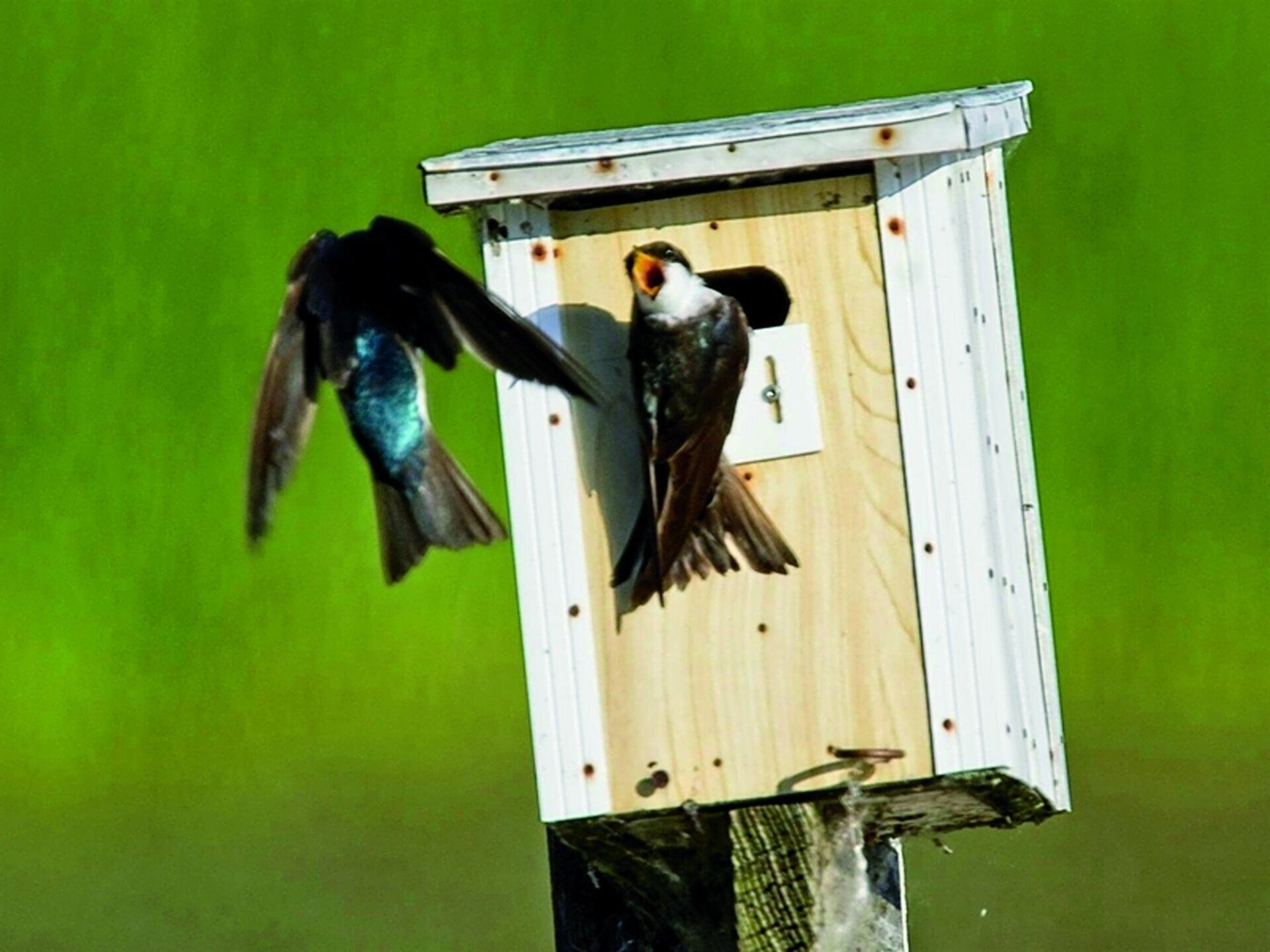 Deux oiseaux s'envolent d'un nichoir