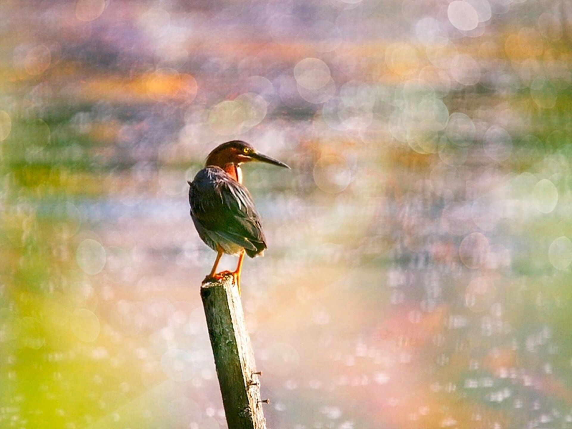 Un oiseau perché au sommet d'un poteau en bois.