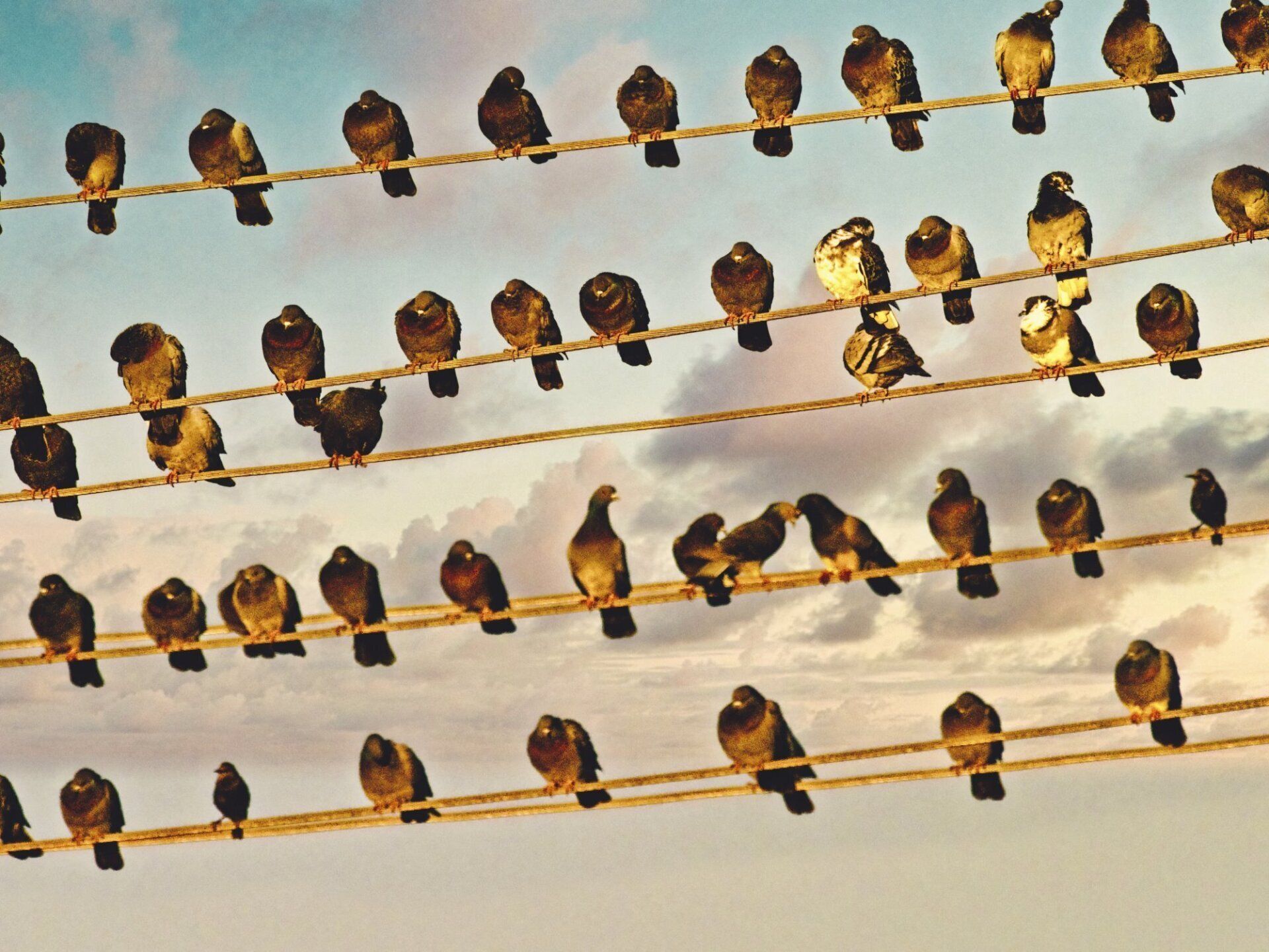 Une volée d'oiseaux perchés sur des fils contre un ciel nuageux