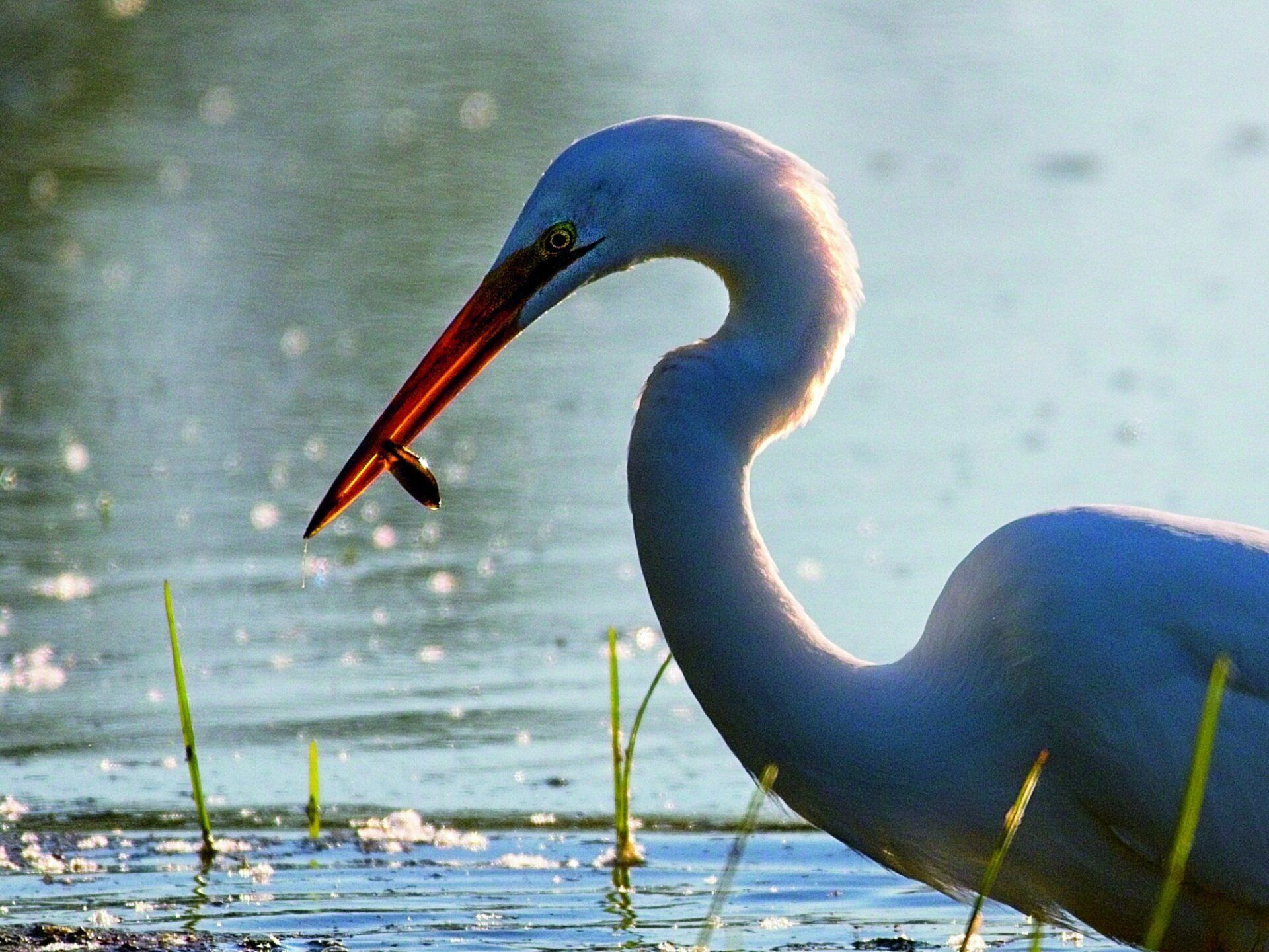 Un oiseau avec un long bec se tient dans l'eau