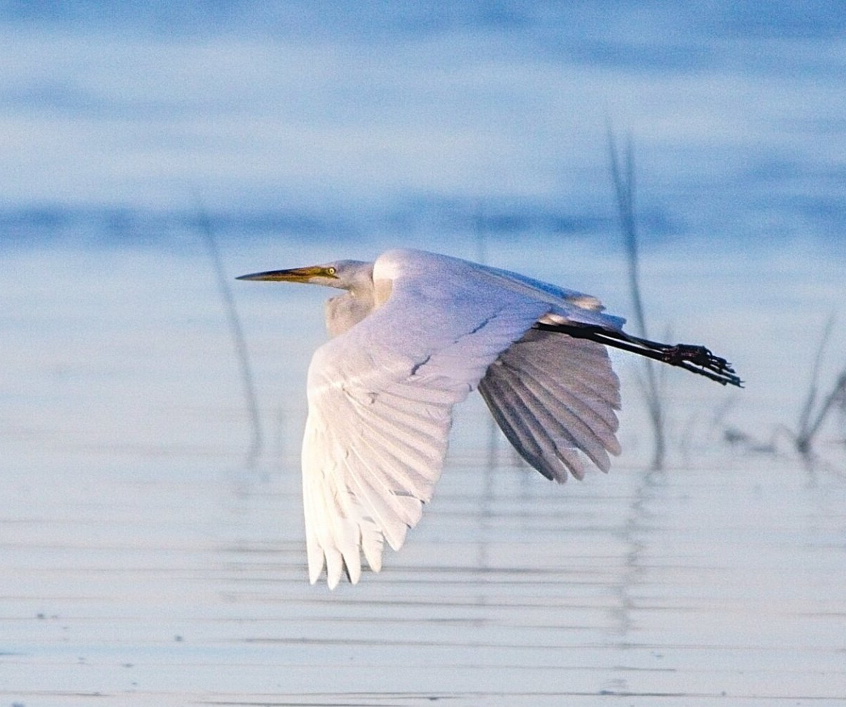 Un oiseau blanc vole au-dessus d’un plan d’eau