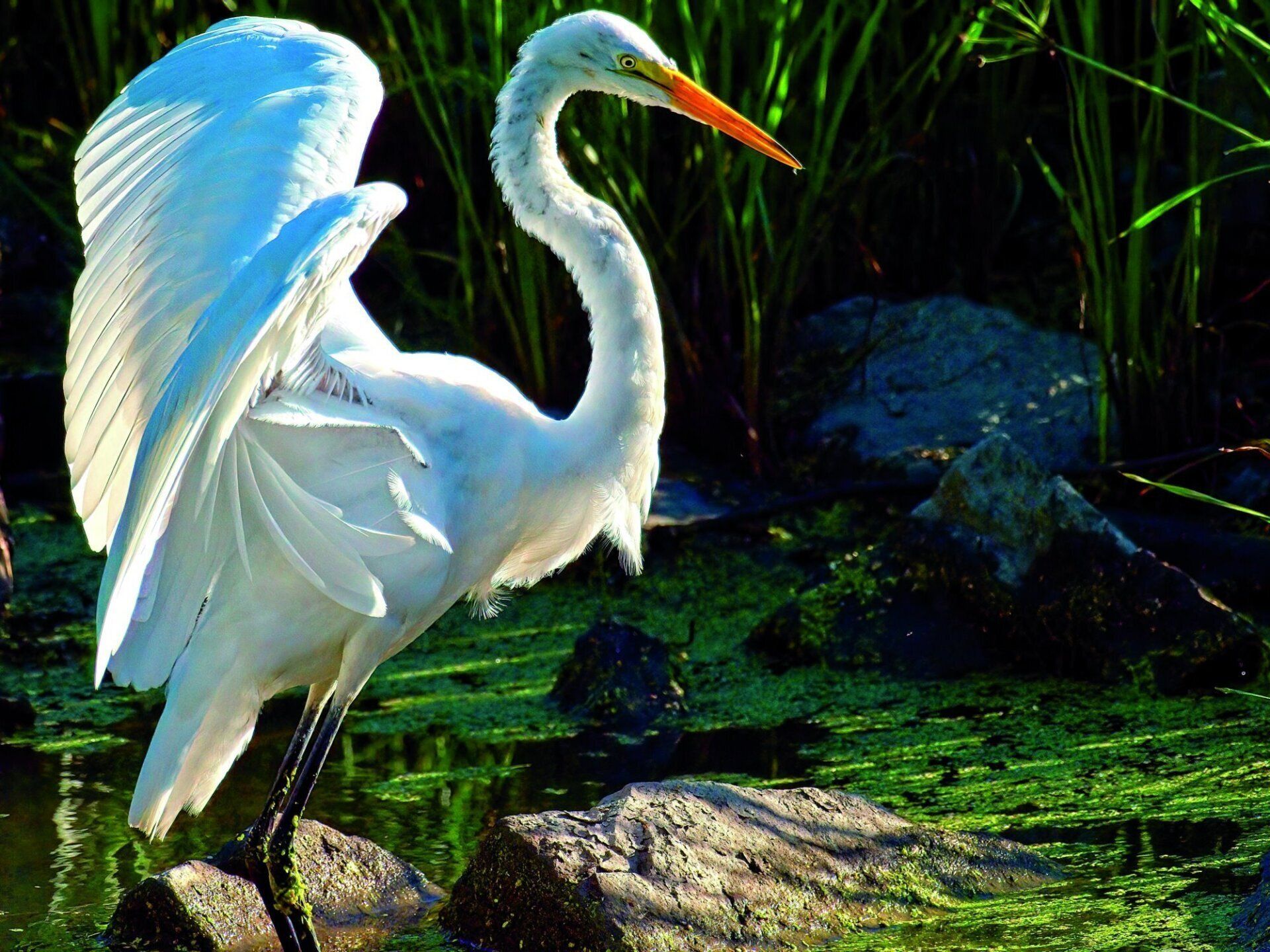 Un oiseau blanc au bec orange se tient dans l'eau