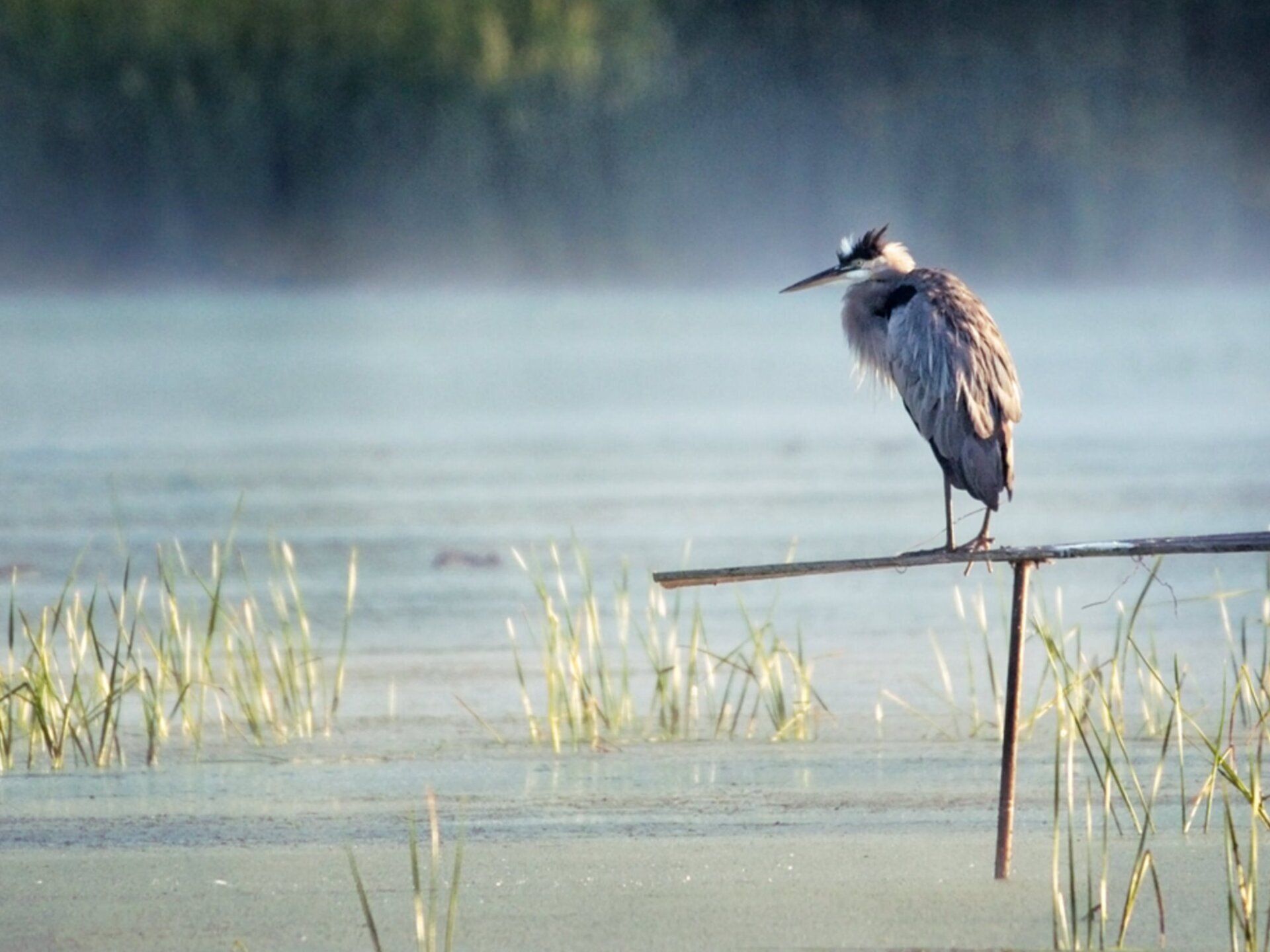 Un oiseau perché sur un bâton dans l'eau