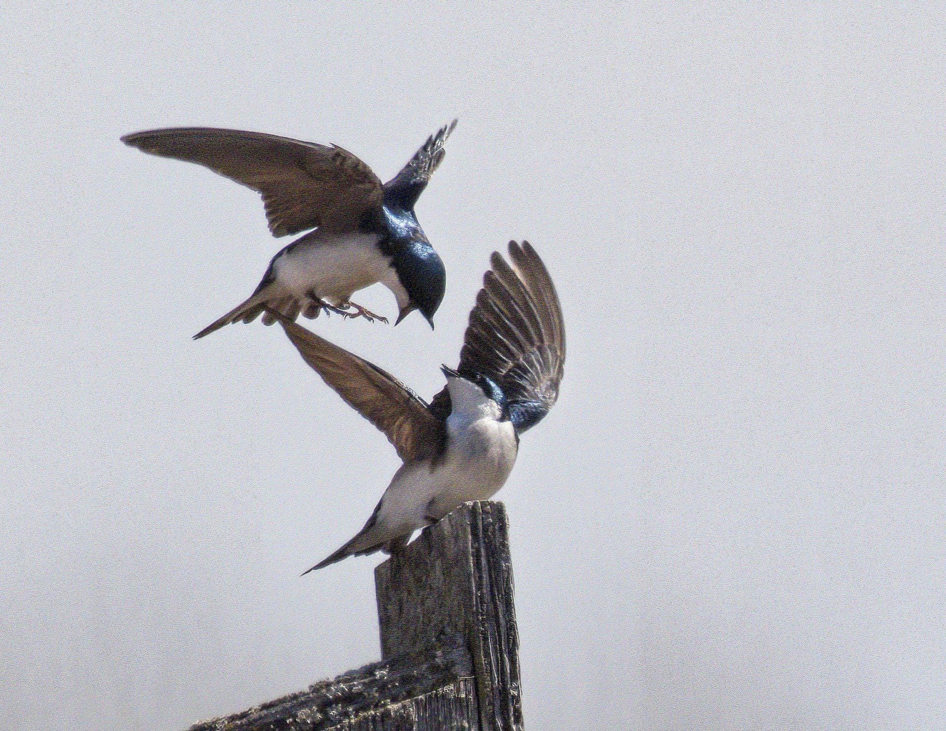 Deux oiseaux sont perchés sur un poteau en bois, les ailes déployées