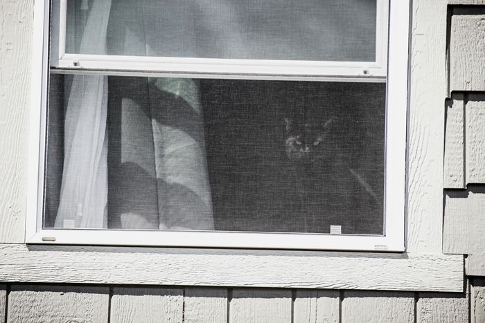 Cat looking out window with worn out screen mesh that can be replace by Corona Screen Repair