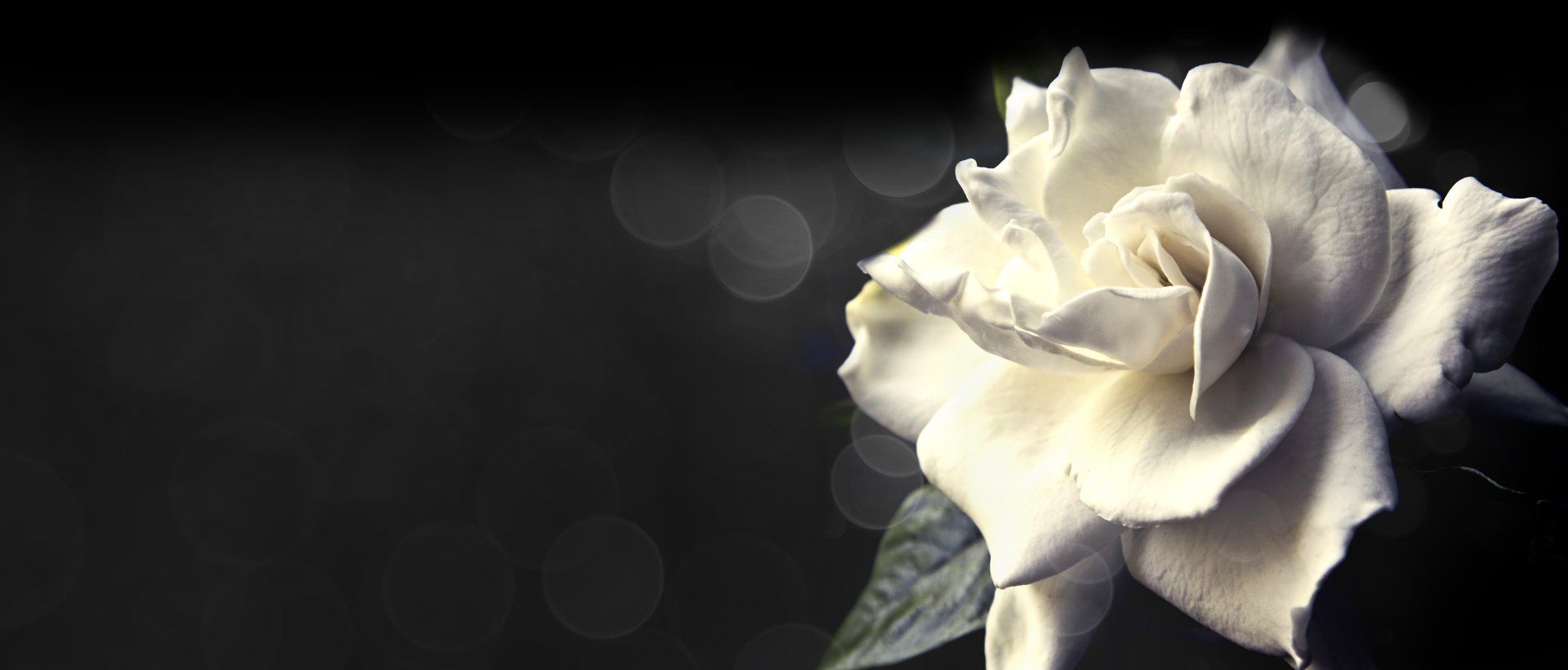 Rosa bianca in fiore su uno sfondo scuro e sfocato
