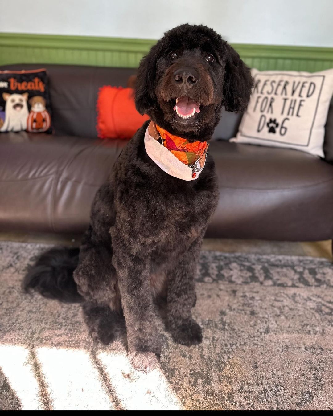 A dog is sitting in front of a couch that says reserved for the dog