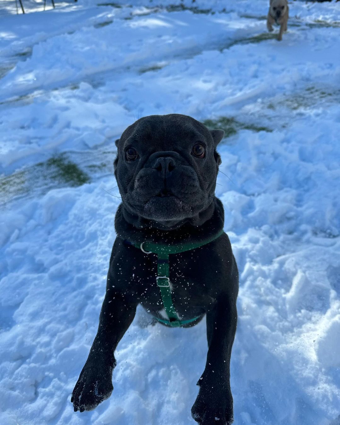 A black dog is standing in the snow and looking at the camera.