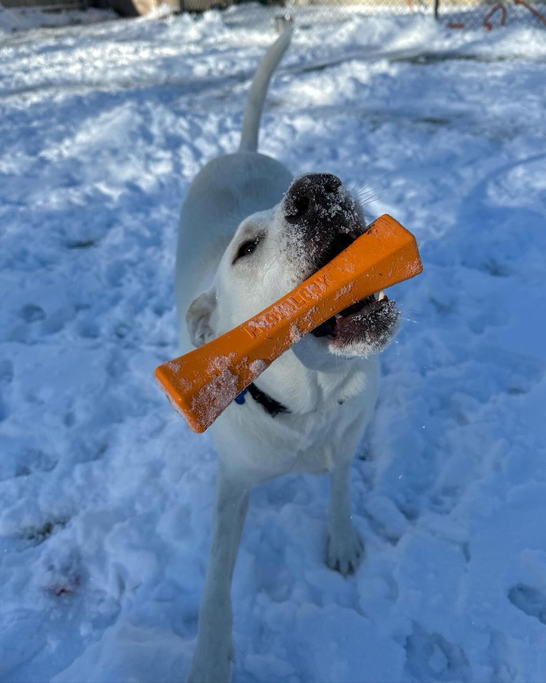 A white dog is chewing on an orange stick in the snow.