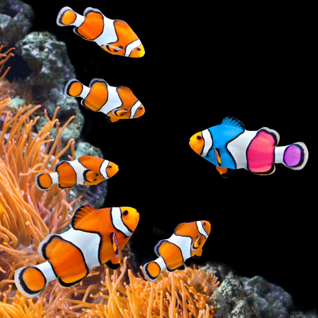 A group of clown fish are swimming in a coral reef