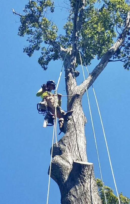 Tree Removal Service Atlanta, Beaver Tree Service