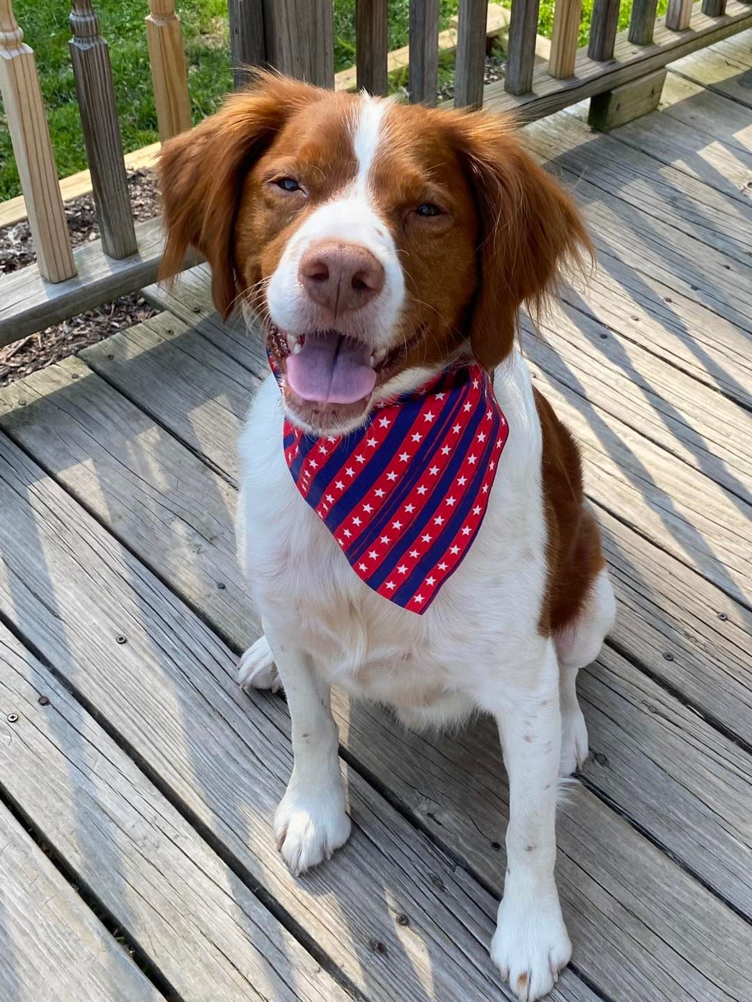Dog with brown and white fur, wearing a red, white, and blue bandana, sitting on a wooden deck.