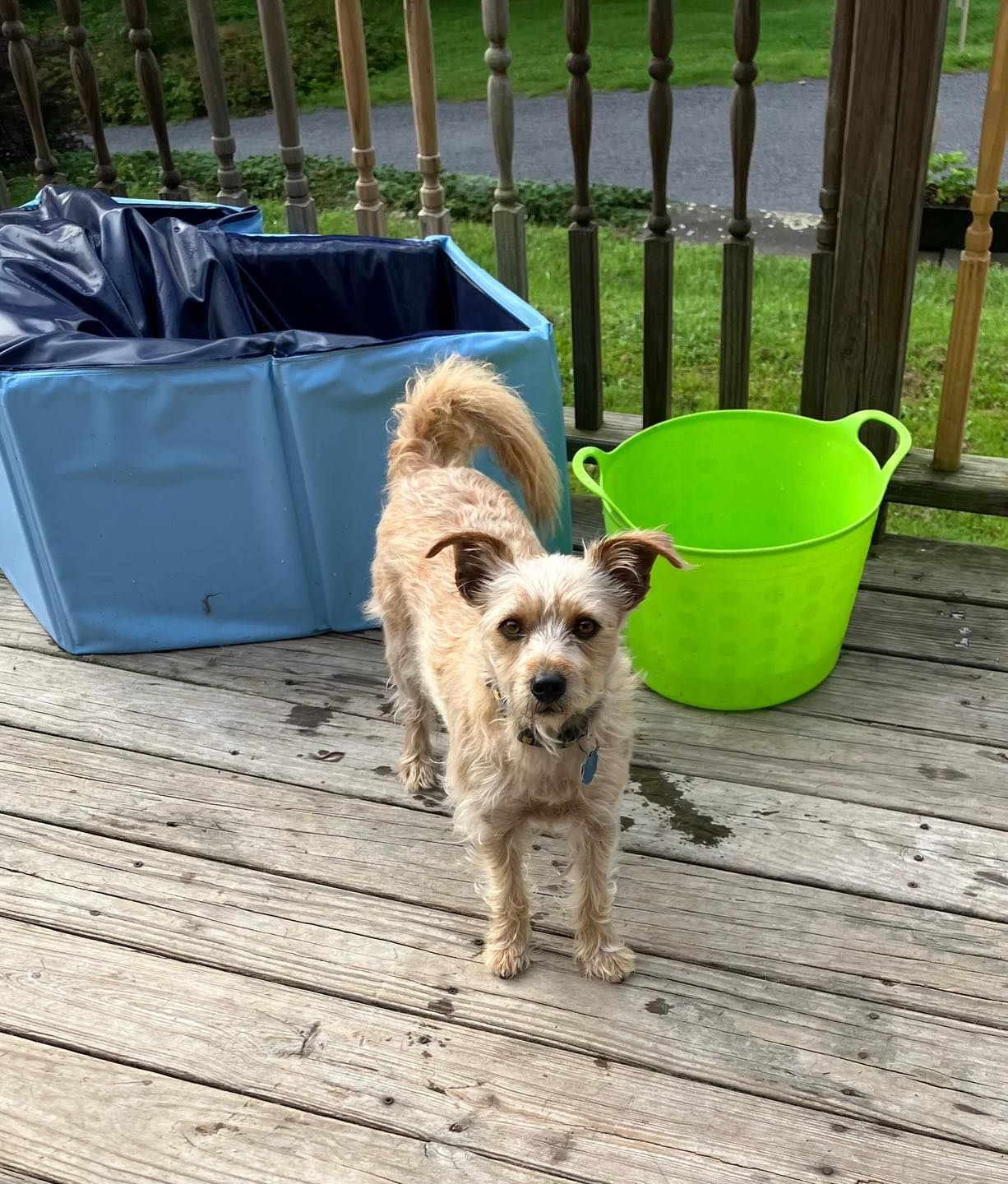 Tan dog stands on a wooden deck next to a blue pool and green bucket.