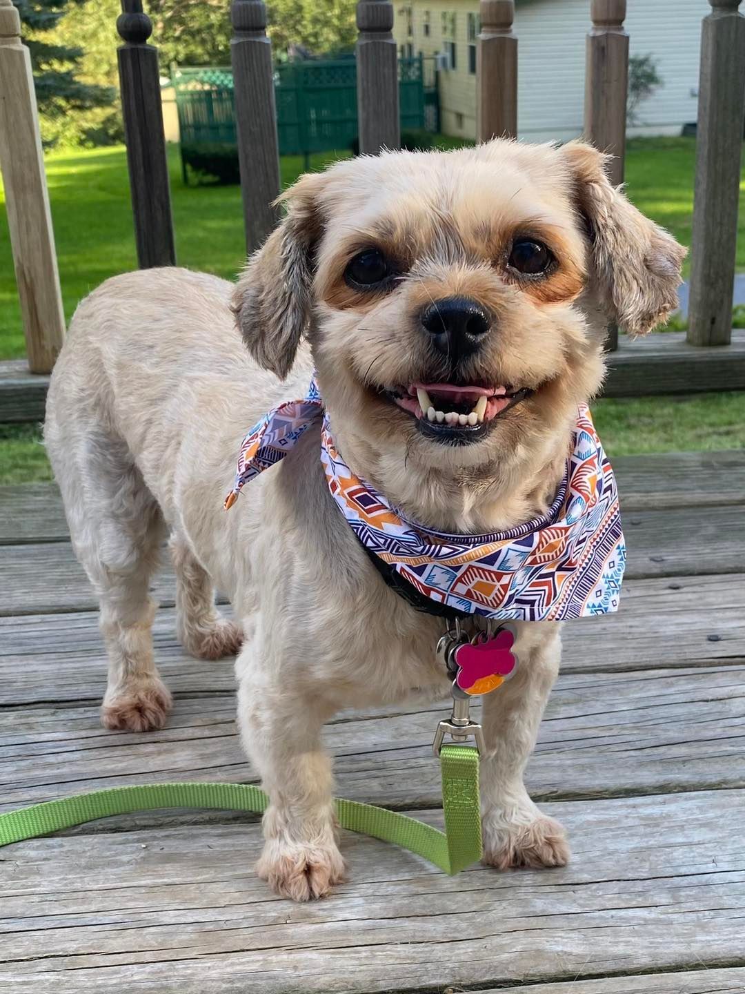 Smiling dog with a patterned bandana, short tan fur, on a wooden deck, wearing a tag and leash.