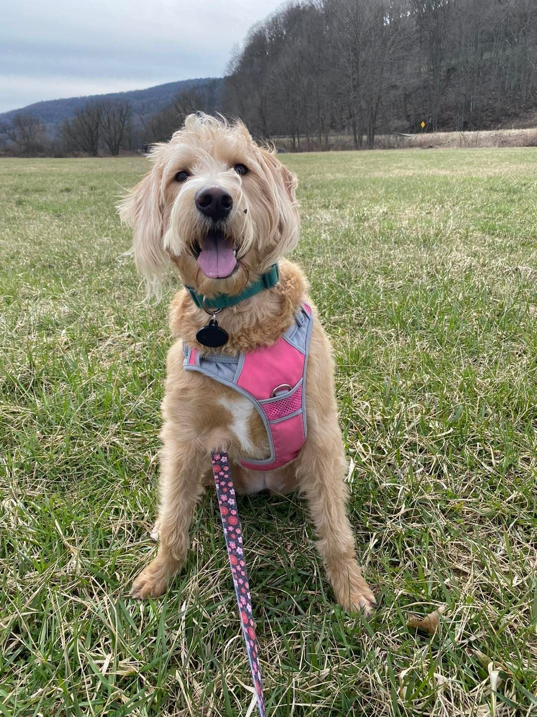 Golden doodle dog wearing a pink harness, sitting on grass with its tongue out, in a field.