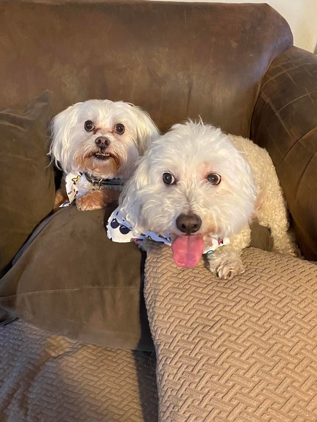Two white dogs on a brown couch; one has its tongue out, and both wear bandanas.