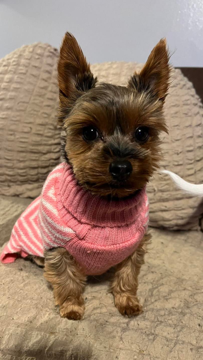 Yorkshire Terrier dog wearing a pink striped sweater, sitting on a couch.