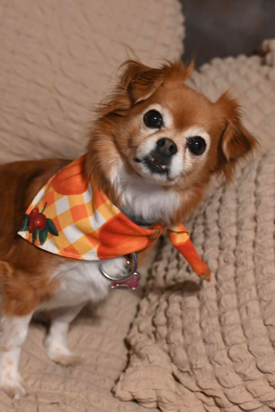 Brown Chihuahua wearing a fall-themed bandana, sitting on a textured blanket, smiling at the camera.