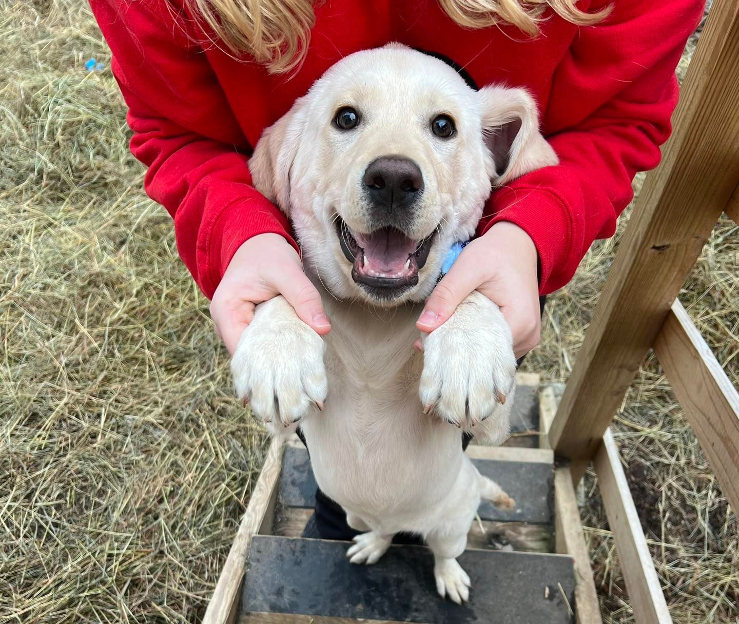 Happy yellow lab puppy being held on steps, wearing a blue collar, smiling.