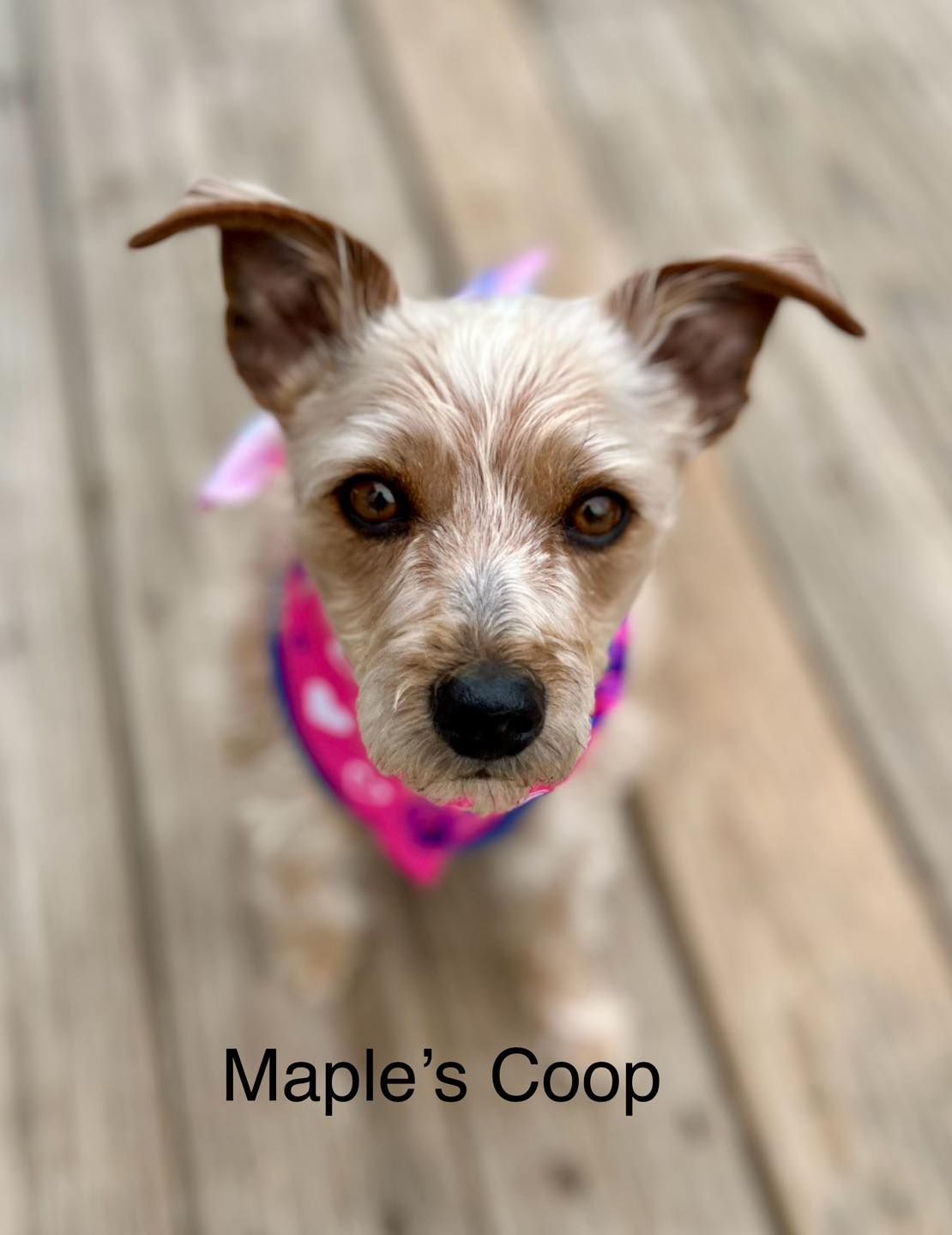 Small dog with tan fur and floppy ears wearing a pink and purple bandana, sitting on wooden deck.
