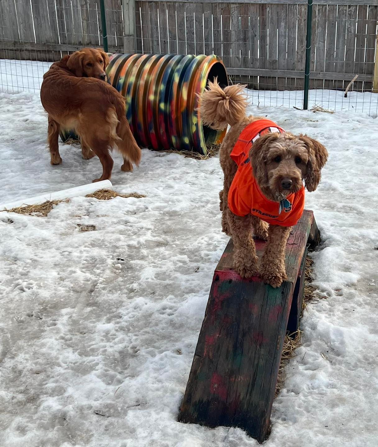 Two dogs in snowy outdoor area: Golden retriever, labradoodle on ramp, orange jackets. Tunnel in background.