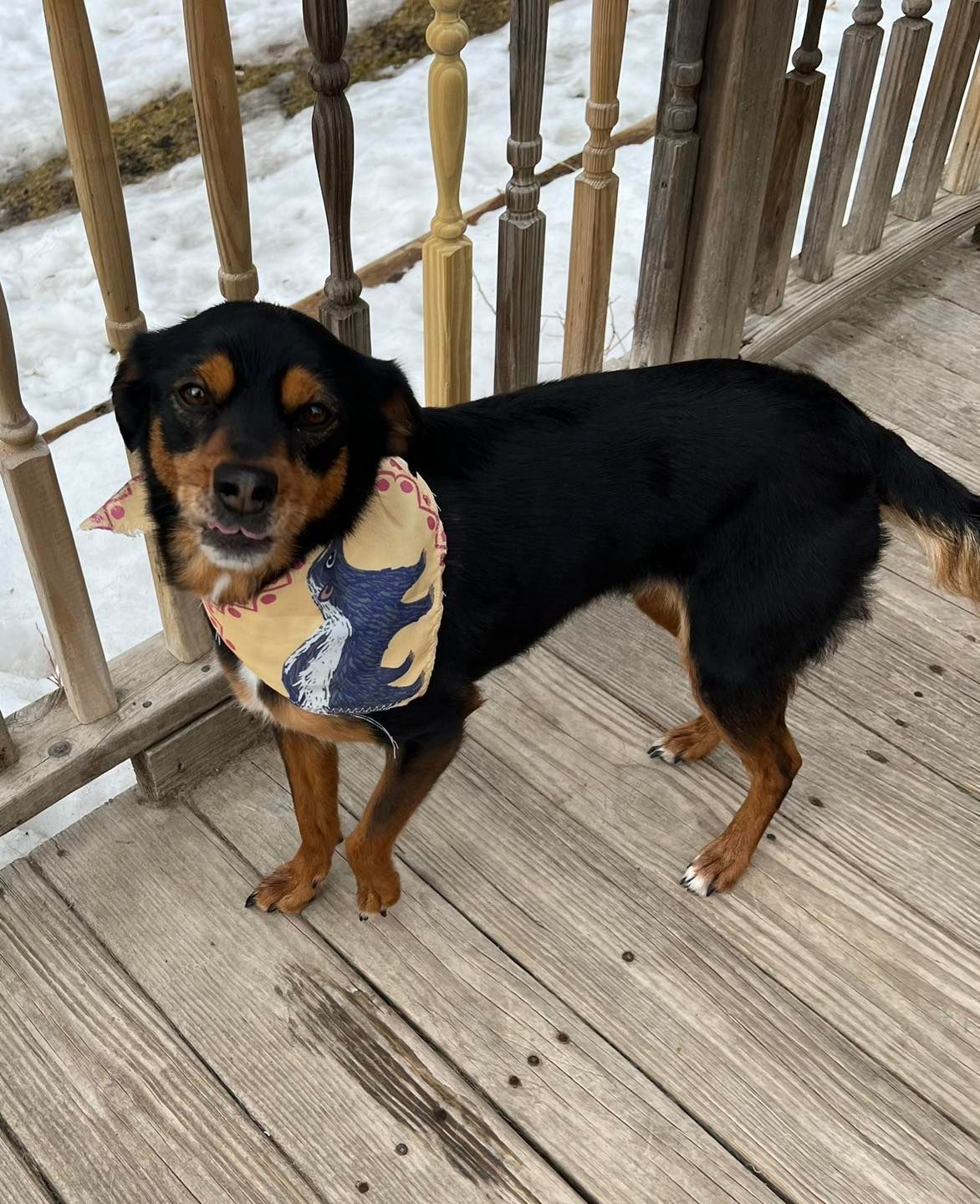Dog with black and tan fur wearing a patterned bandana, standing on a wooden porch.