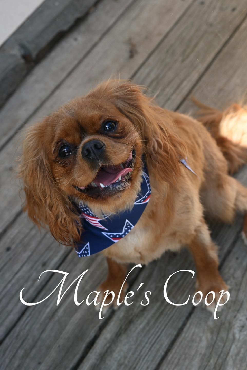 Smiling Cavalier King Charles Spaniel wearing a patriotic bandana, on a wooden deck.