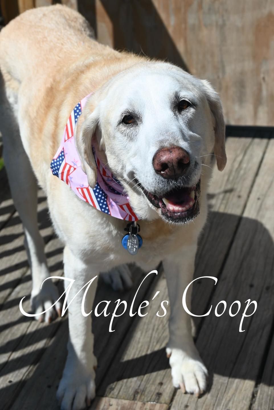 Yellow Labrador dog wearing bandana with American flag design, smiles on deck.