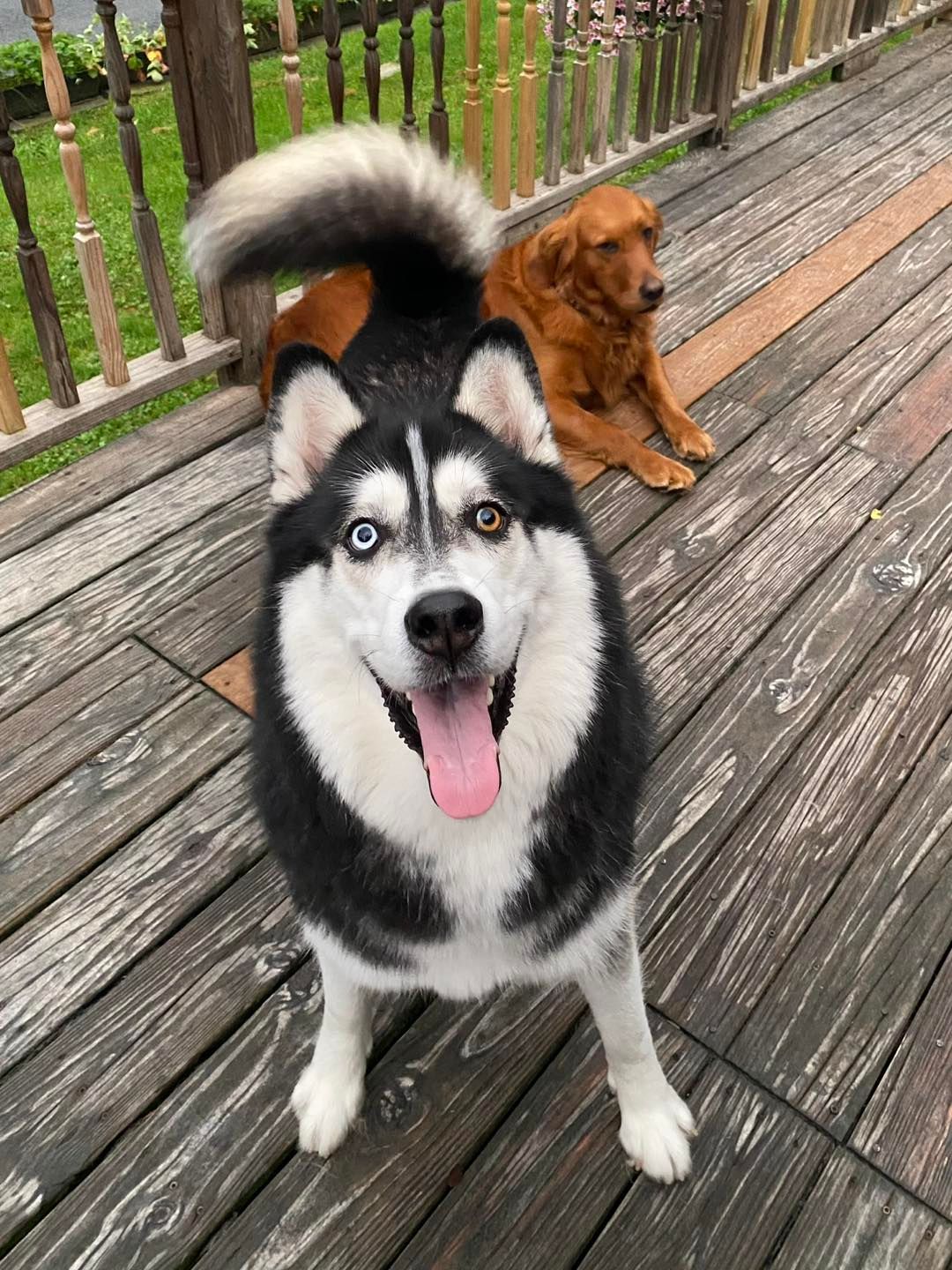 Black and white husky with blue and brown eyes, panting on a wooden deck, golden retriever in background.