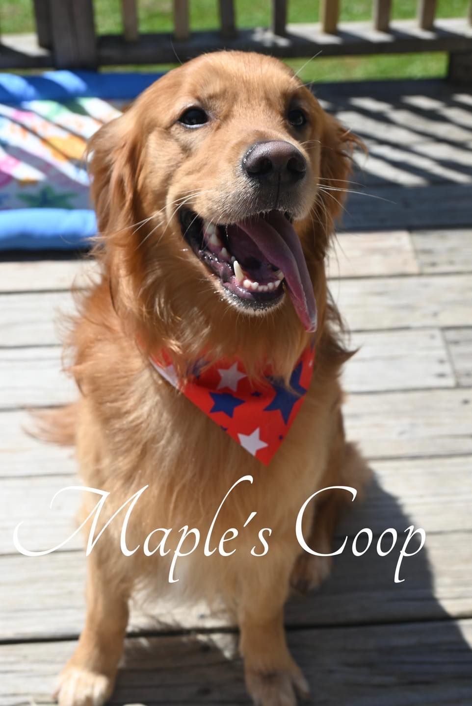 Golden retriever wearing a star-patterned bandana, sitting on a wooden deck with tongue out.