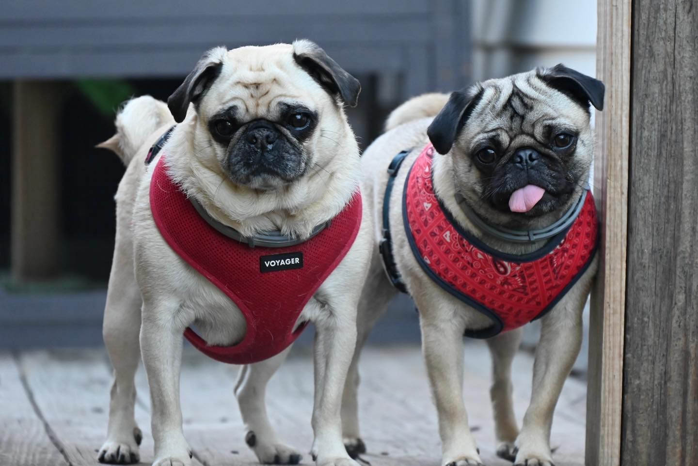 Two pugs wearing red harnesses; one with tongue out. Standing on a wooden deck.