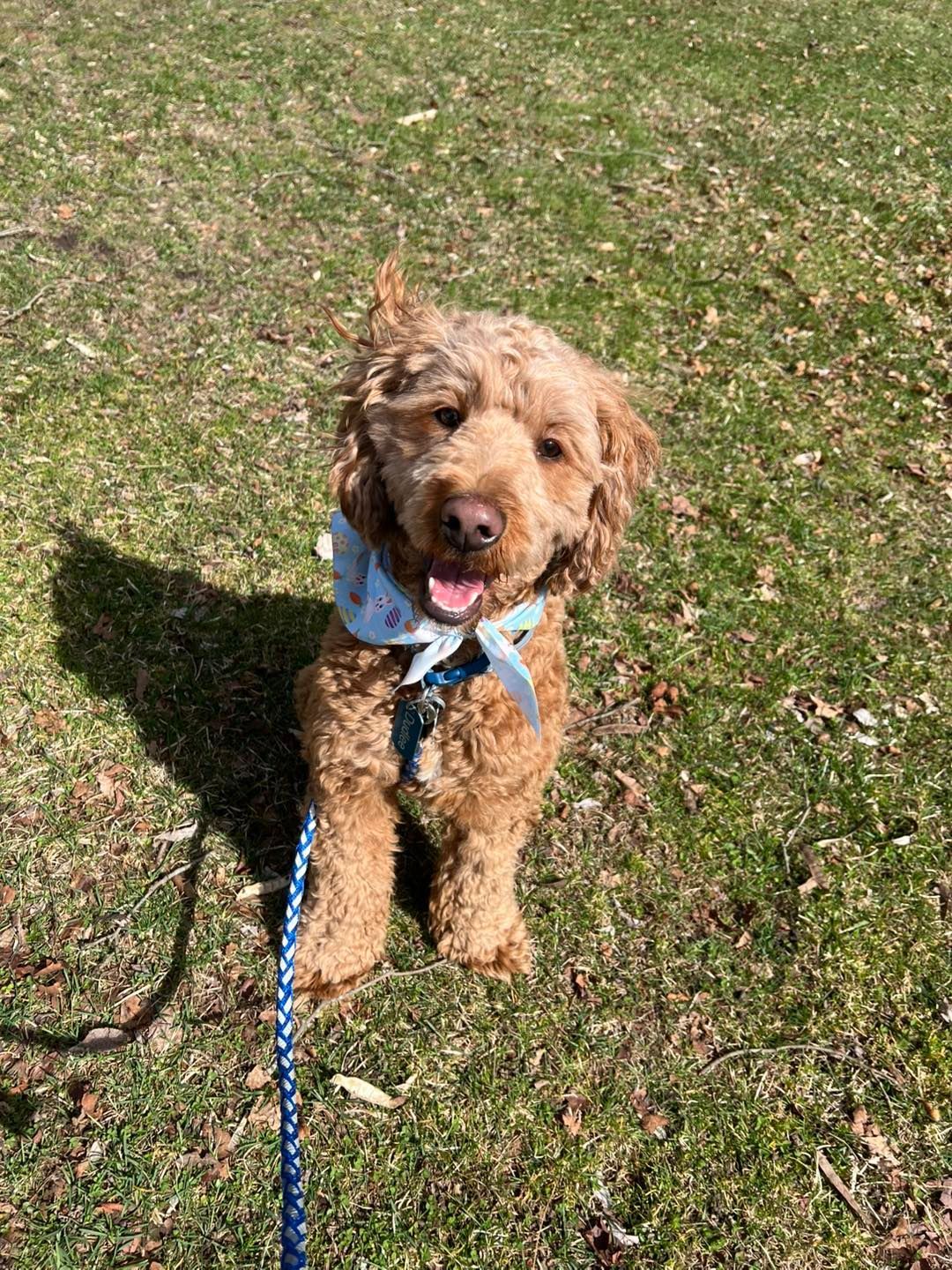 Brown Goldendoodle dog sitting in grass, wearing a blue bandana and leash, smiling with its tongue out.