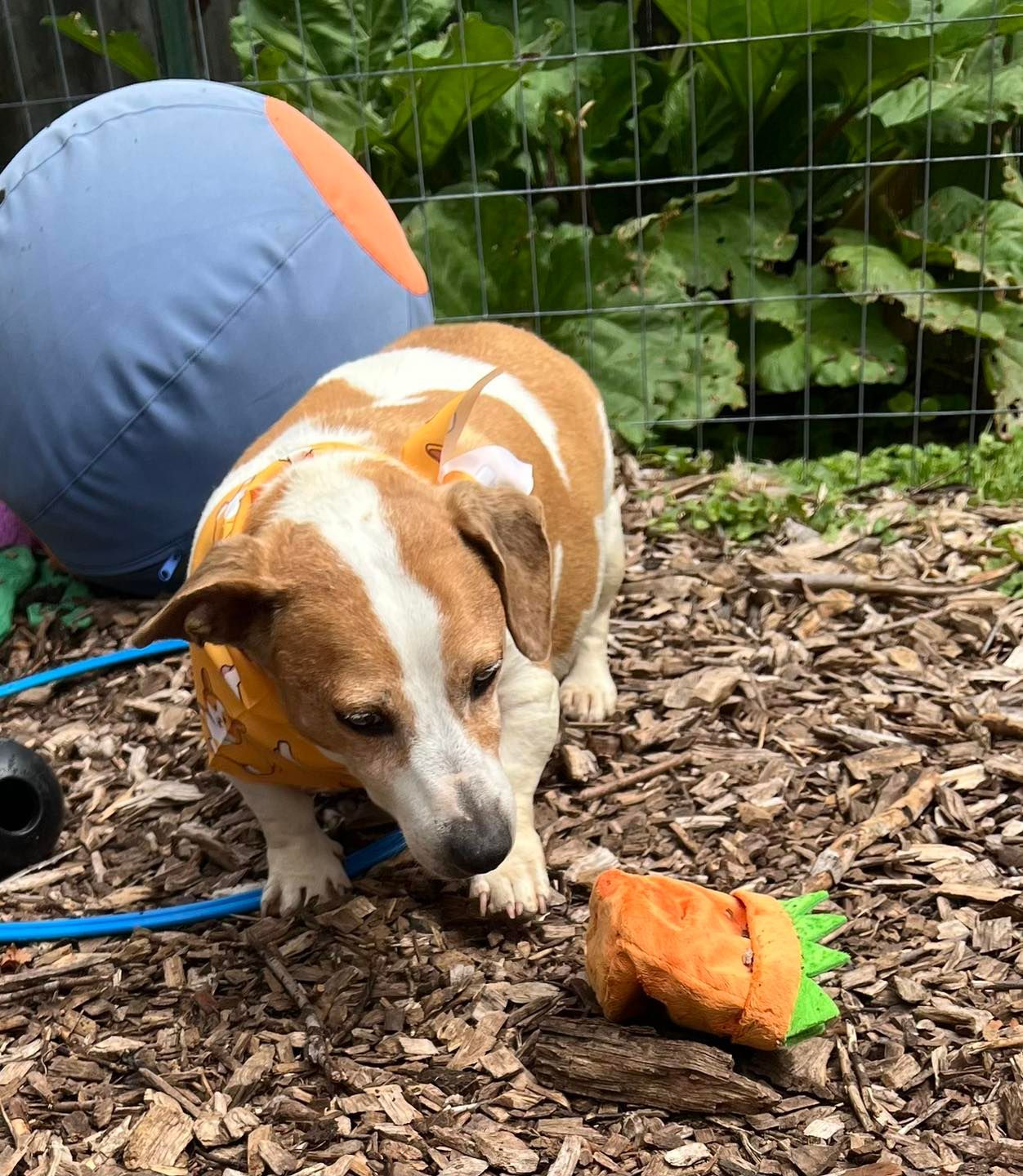 Dog with brown and white fur looks at a plush carrot toy outdoors.