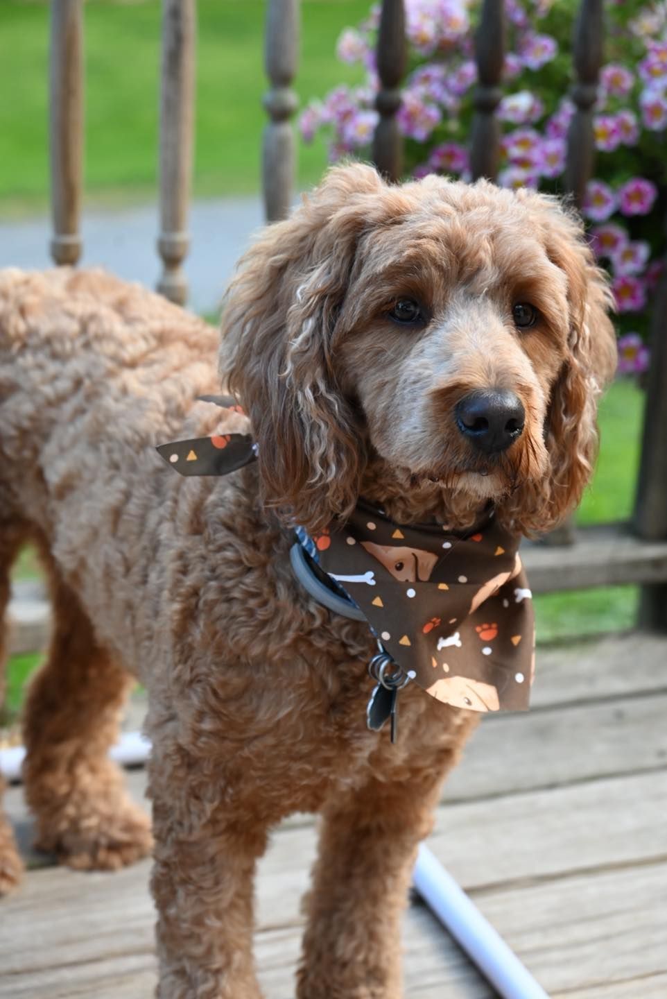 Brown Goldendoodle dog wearing a dog-bone patterned bandana on a wooden deck with flowers in the background.