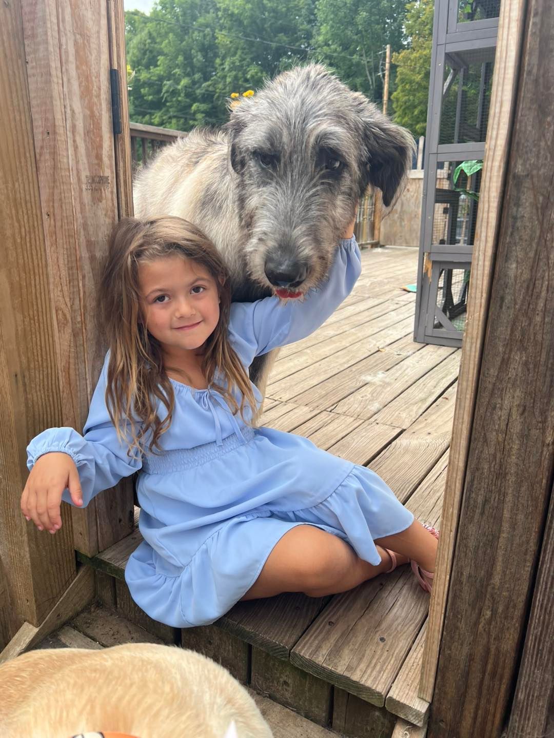 Young girl in blue dress sits with a large, gray Irish Wolfhound on a wooden deck.