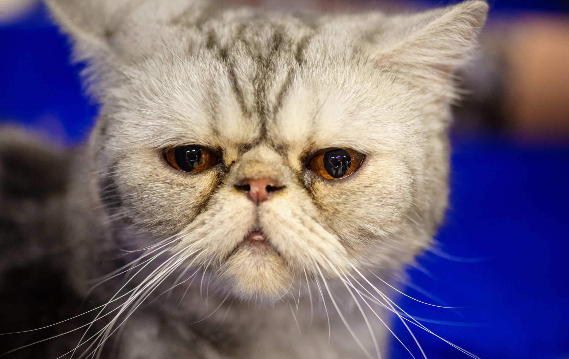 Gray, grumpy-faced Exotic Shorthair cat with a flat nose, long whiskers, and orange eyes.