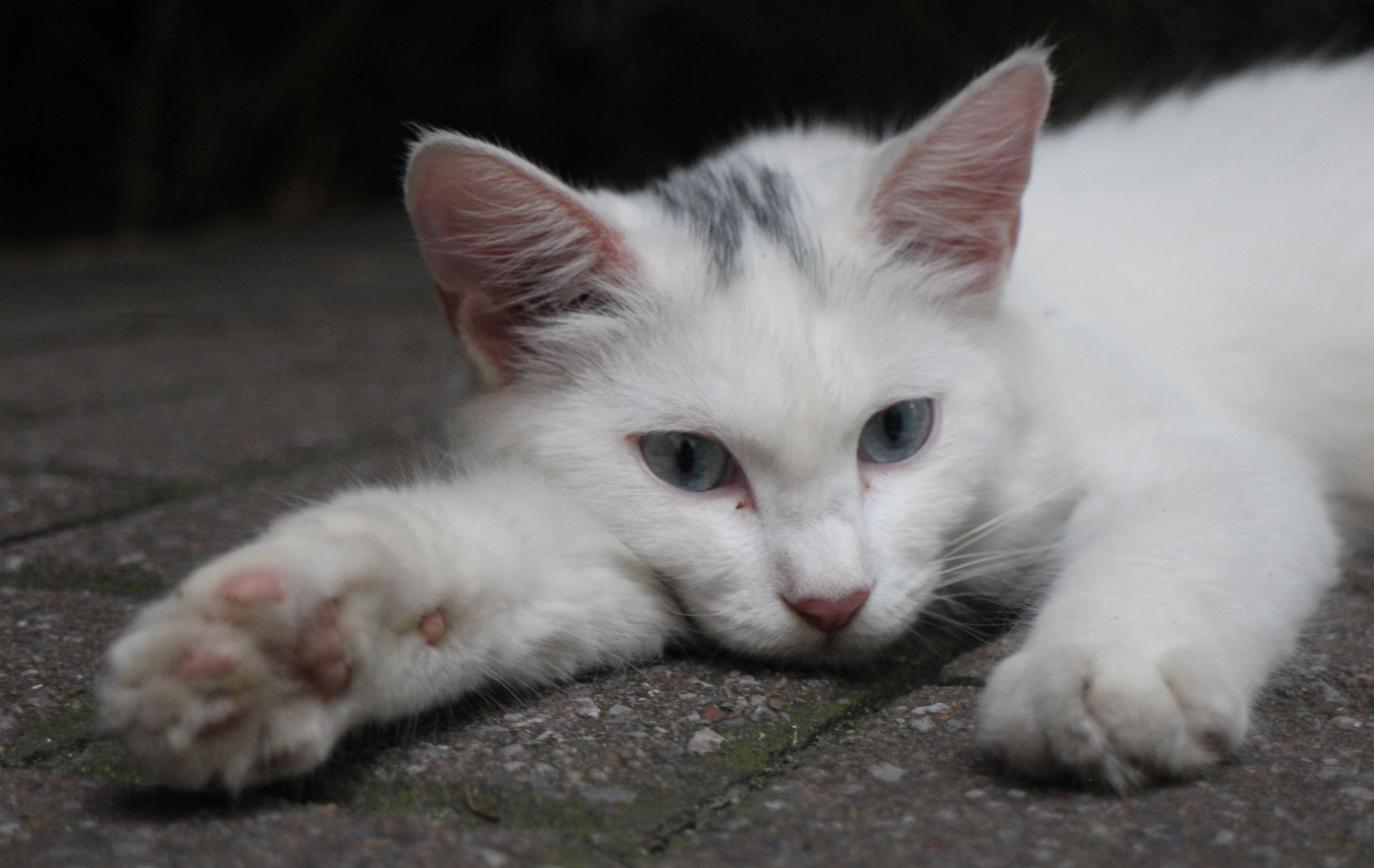 White cat with blue eyes rests on paving stones, extending a paw.