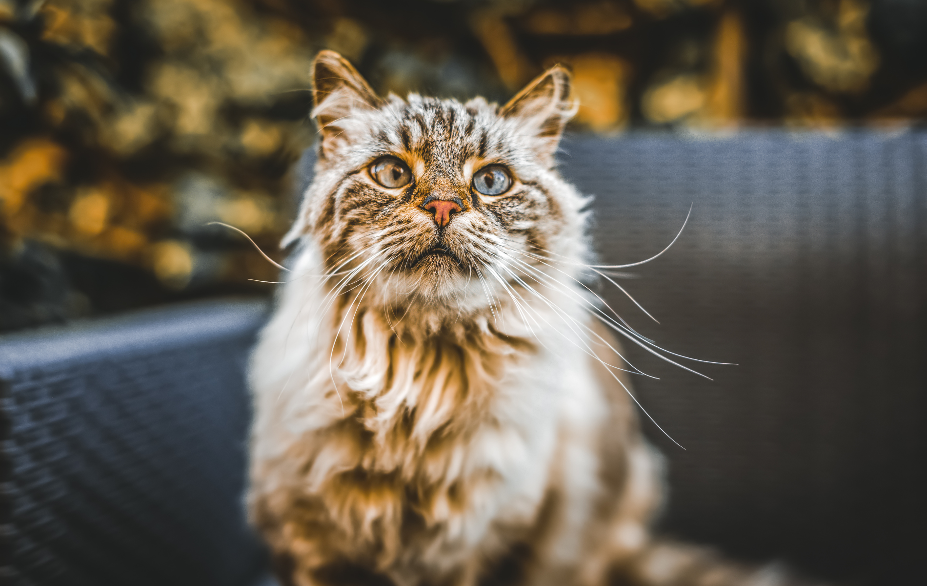 Fluffy tabby cat with long whiskers looking up, outdoors.